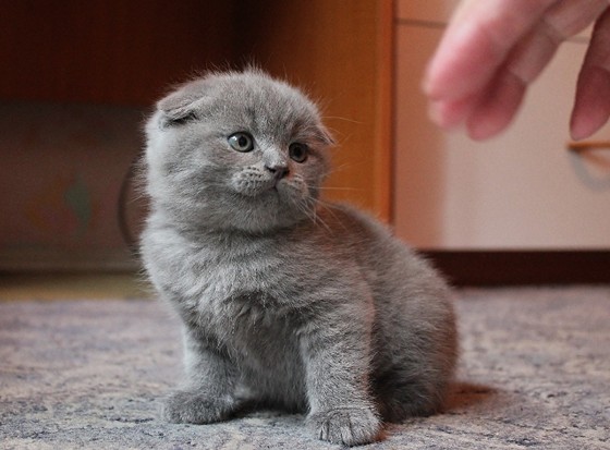 Фотографии: Животные